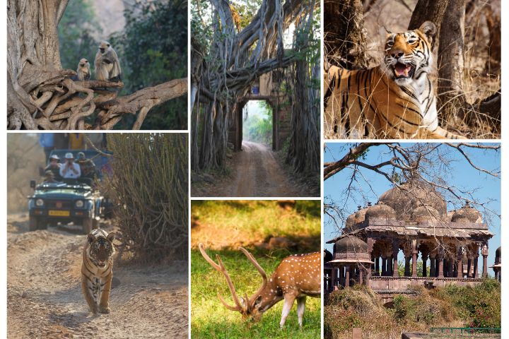 How to Plan a Ranthambore Trip with Safari | Theroutemakers