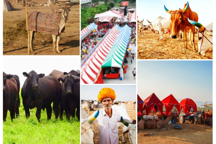 Nagaur Cattle Fair 2026 – Dates, Events & Travel Guide
