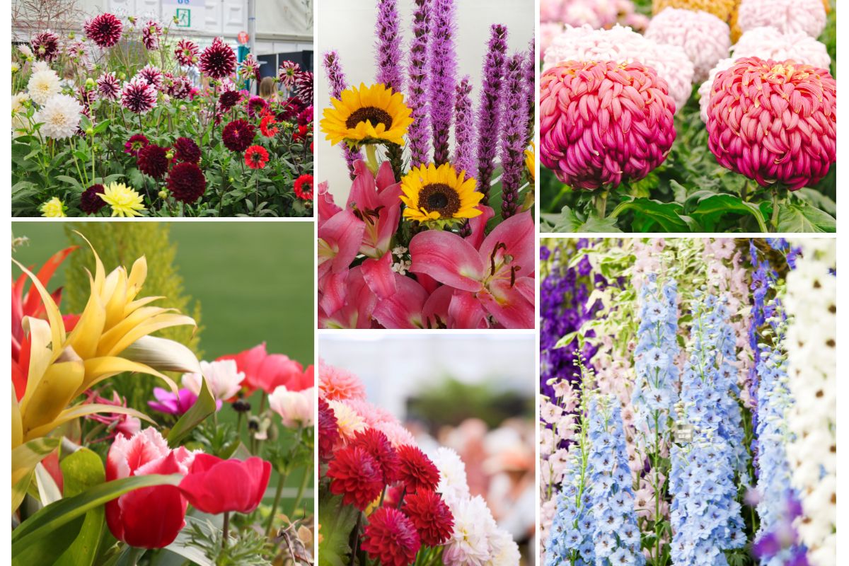 Flower Show Udaipur 2025: Date, Location and Highlights